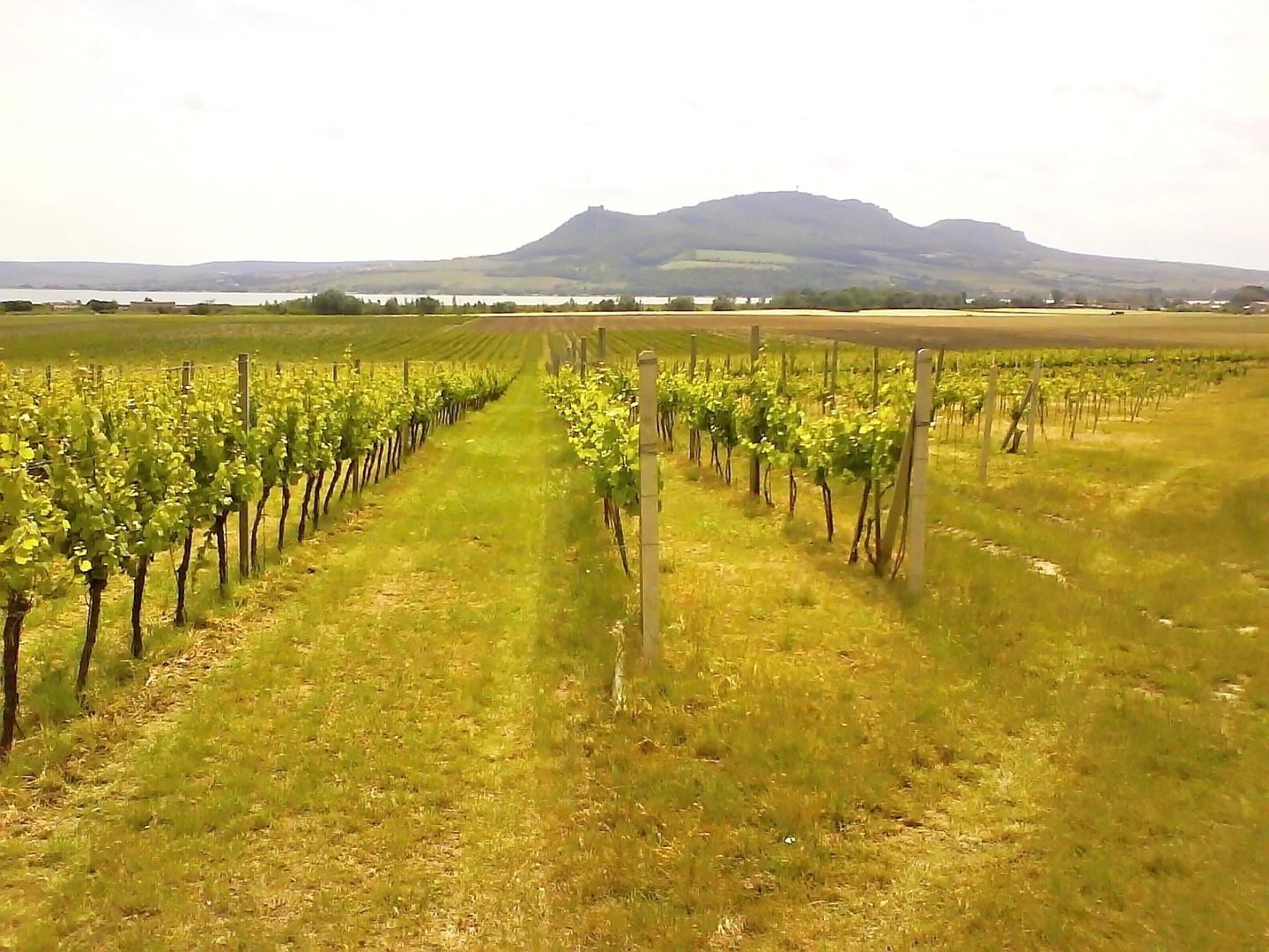 Exkluzivní prodej certifikovaného vinařství na Moravě - vinice, sklep, sklad, technologie, značka a 