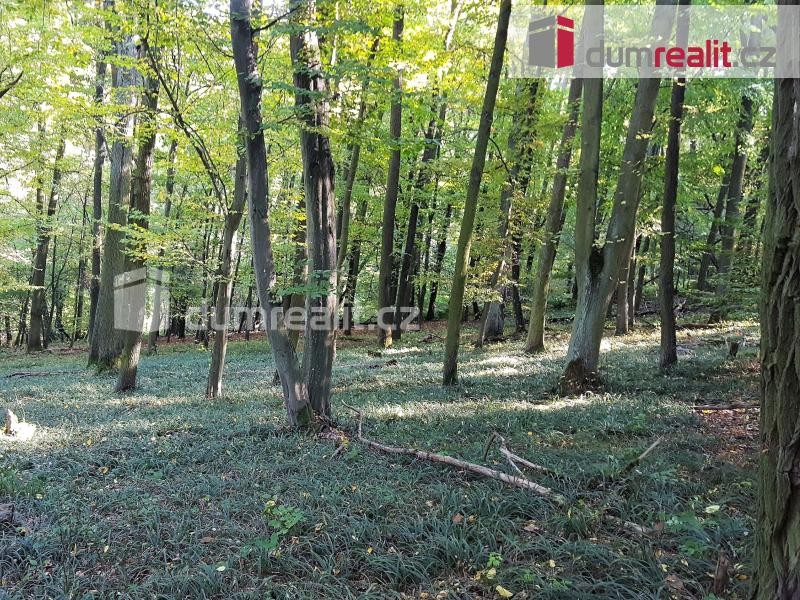 prodej lesních pozemků včetně lesního porostu o celkové rozloze 4.991m2 v katastru obce Nebovidy u Brna
