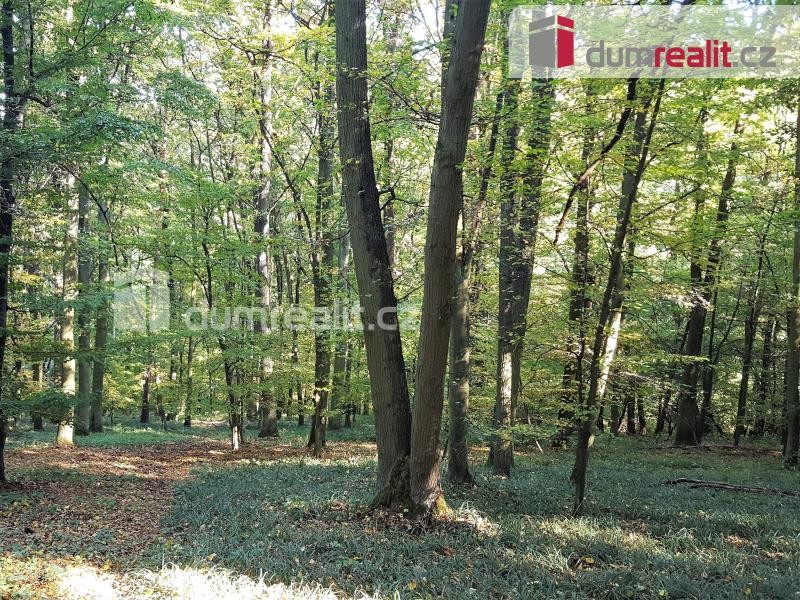 prodej lesních pozemků včetně lesního porostu o celkové rozloze 4.991m2 v katastru obce Nebovidy u Brna