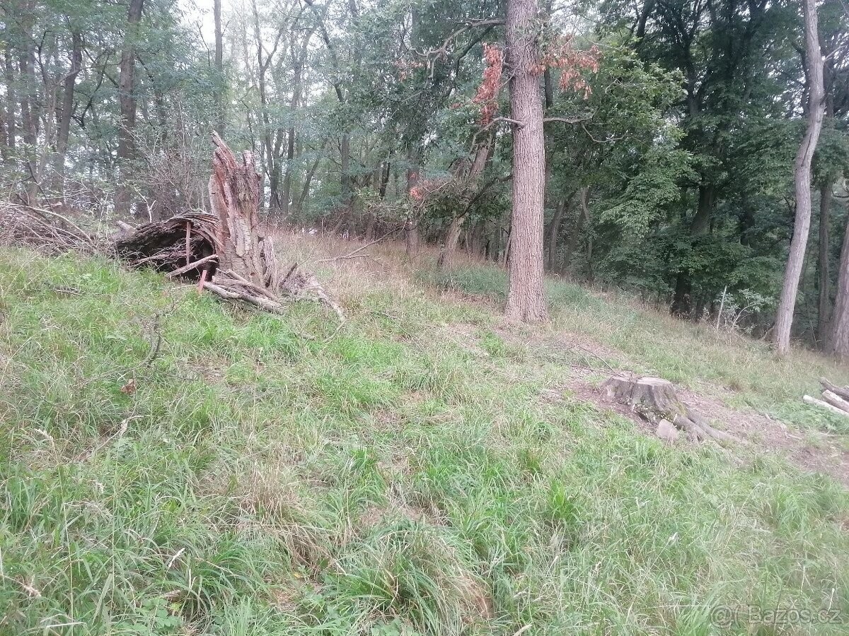 Prodej lesních pozemků o výměře 6.415m2, k.ú. Diváky, obec Diváky, okres Břeclav.