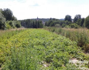 Pozemek 15644 m2, k.ú. Stráž u Tachova, 03.jpg